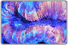 Multicolor Open Brain Coral